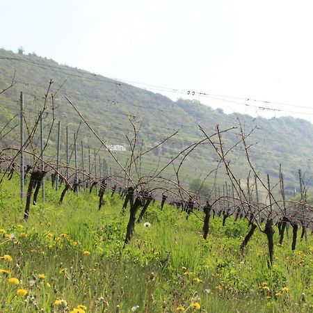 Ferienwohnung Weingut Kloster Pforta Naumburg  Eksteriør billede